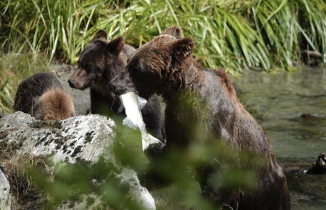 Bute Grizzly - Foto 1