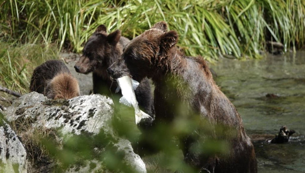 Bute Grizzly - Foto 1