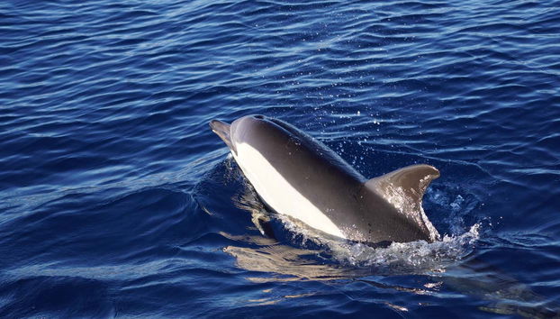 Avistamento de golfinhos e baleias em Denia