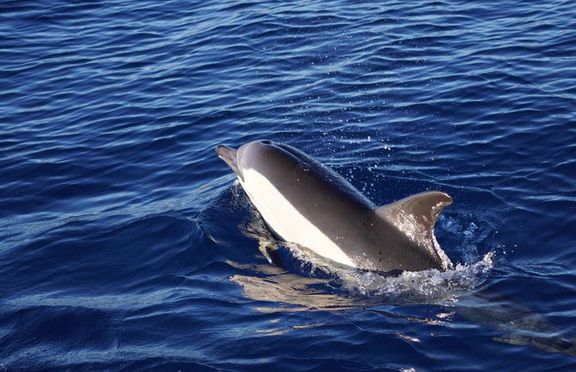 Observation de dauphins et de baleines à Dénia - Photo 7
