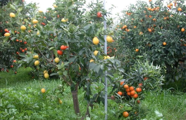 Casavacanze BioMele - Foto 25