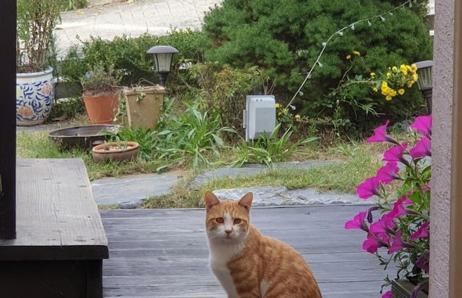 Anmyeondo In You Pension - Foto 53