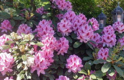 Ferienwohnung Morgensonne - Foto 12