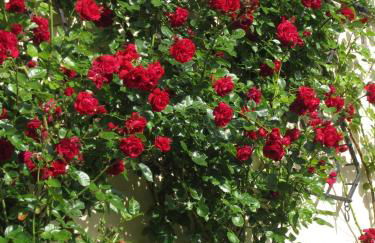 Ferienbauernhof Liesenberg Meerblickhaus Strandmuschel - Foto 57