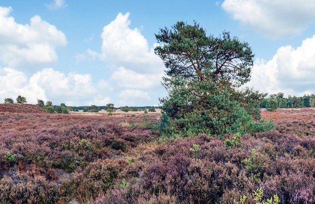 Holiday Home in Voorthuizen Near Veluwe Park - Foto 34