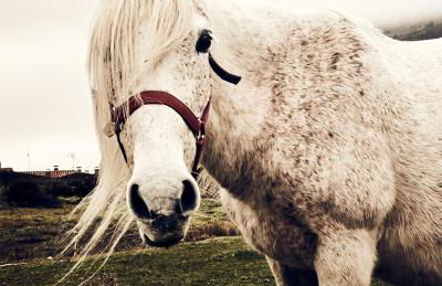 La Masía de Navas - Photo 12