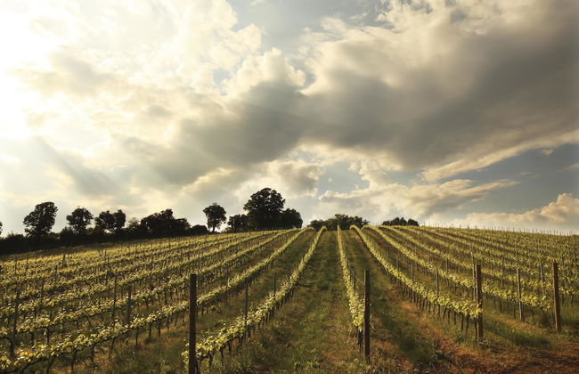 Agriturismo Belvedere Pierini e Brugi - Foto 21