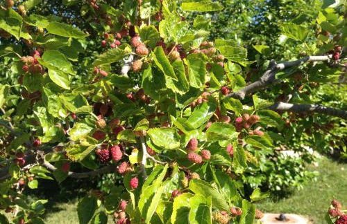 Villa Bulcrini - Photo 45