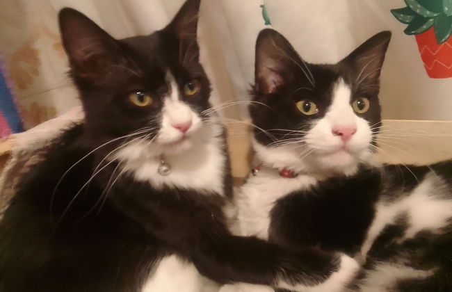 Les Favouilles, le gîte pour 15 personnes - Foto 112