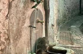 Le Petit Bijou di Dolceacqua, per un momento romantico - Foto 47