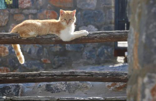 Casa Kedrova, Mountain Voras-Kaimaktsalan Edessa - Foto 43