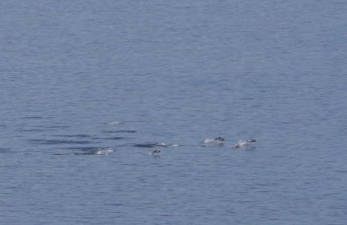 Shiskine Pod - Foto 17