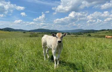 Pastelova Krova - domki w Bieszczadach - Foto 42