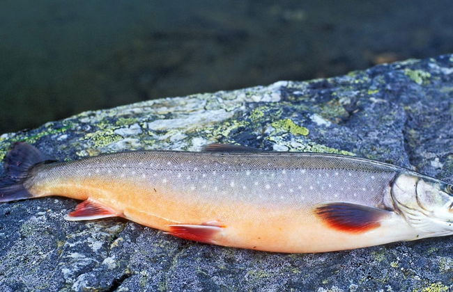 6 Person Holiday Home in Skorovatn - Foto 3