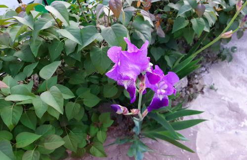 Casa Rural Garnacha de Borja has a Barbacue and Terrace - Foto 65