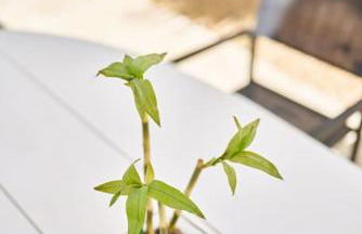 Ferluán II - Foto 25