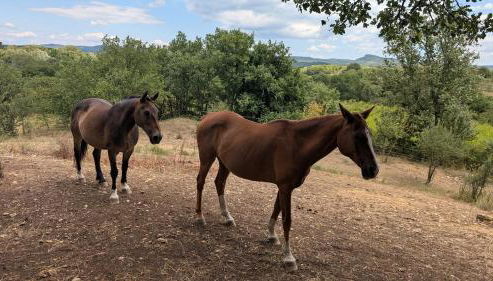 Mas 5 étoiles Cévennes - 4h30 de Genève - Calme absolu et Nature - Piscine 12m - Foto 3