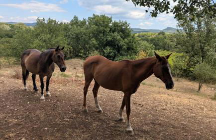 Mas 5 étoiles Cévennes - 4h30 de Genève - Calme absolu et Nature - Piscine 12m - Foto 3