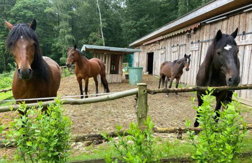 Ferienhaus Mausberg - Foto 38