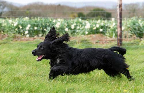 The Woodland Collection, 10 mins from beaches - Photo 32