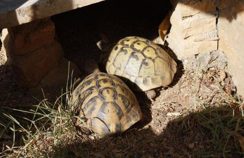 Apartmani Misic - Foto 37