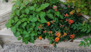 Villa Egina - Foto 5, Garden