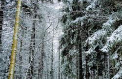 Bungalow Schwarzatalblick in Bad Blankenburg Ortsteil Böhlscheiben - Foto 18
