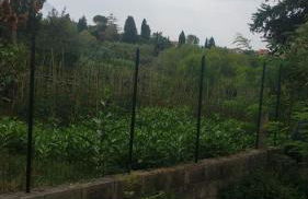 La Libellula - Foto 29