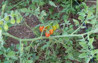 Villa Niovi - Photo 12