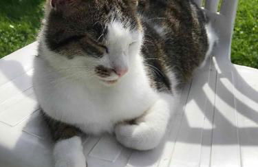 Ferienhaus Napoleon - Foto 36