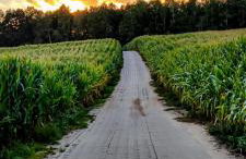 Poziomkowy Zakątek - Foto 32