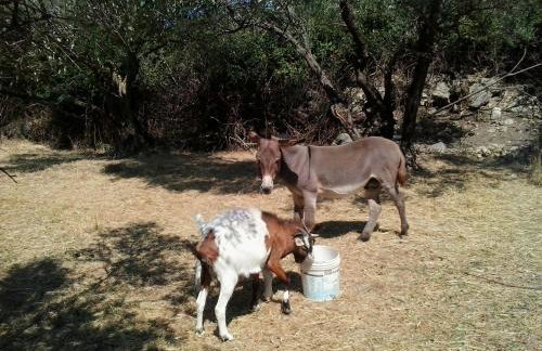 Apartment Agroturizam Radešić - Foto 27