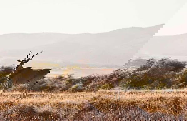 Denneboom Vineyards and Wildlife - Foto 39