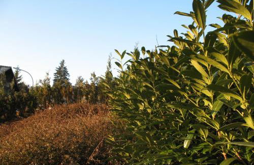 Haus Sonnenhang - Foto 33