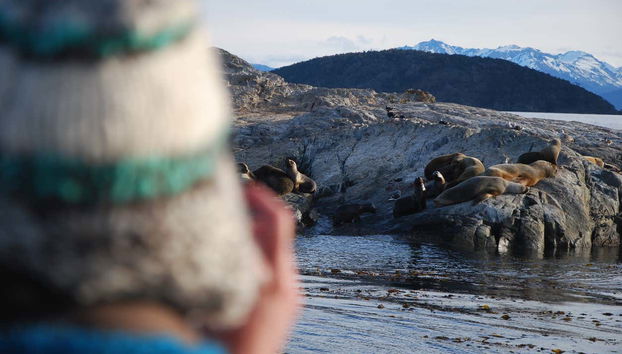 Fotografando os lobos-marinhos