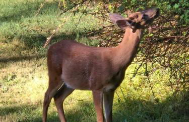 Dovetail Den - Tranquil with Hot Tub and Air Conditioning - Foto 11