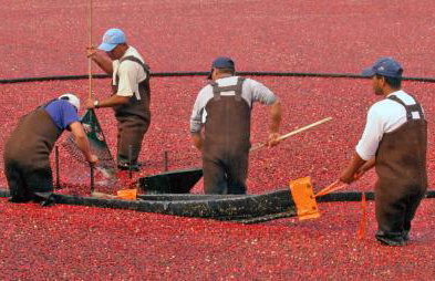 Cape Escape Chatham 5 Star Beach Chic 5 Min Walk to Beach-Newly Renovated Private Retreat AC - Foto 42