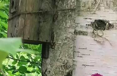 Wyciszek - mazurska agroturystyka - Foto 19