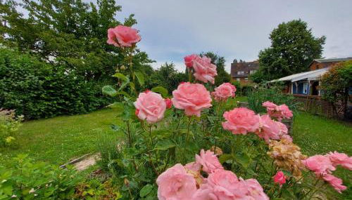 FeWo beim Schlafhaus - Foto 4, Garden, Garden view