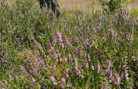 Ferienhaus Corinna Bisping - Foto 12