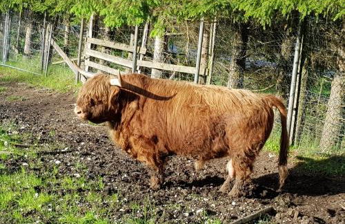 Ferienwohnung im Gartenparadies - Foto 23