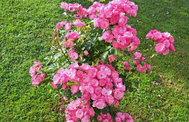 Apartman Morana - Foto 35