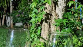 Quinta da Pedra do Elefante - Foto 5, Garden