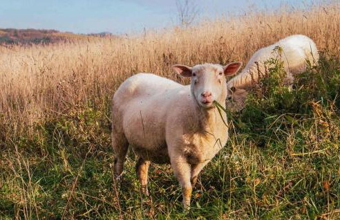 Beautiful Home In Niedzwiedz With Sauna - Foto 9