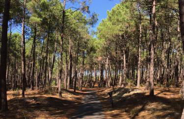 Lachanau Paradis - Photo 29