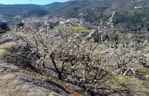 Quinta da Timpeira - Foto 29