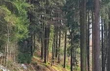 Two bedroom Apartment in Sankt Englmar, Bavaria - Foto 28