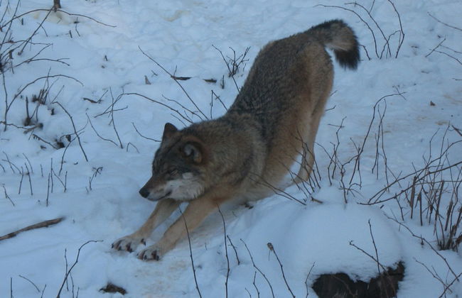 Wildnisresidenz am Nationalpark - Photo 57