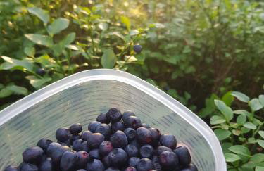 Łap Las Pelnik - Photo 54