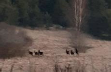 sosnowelowe - Foto 55